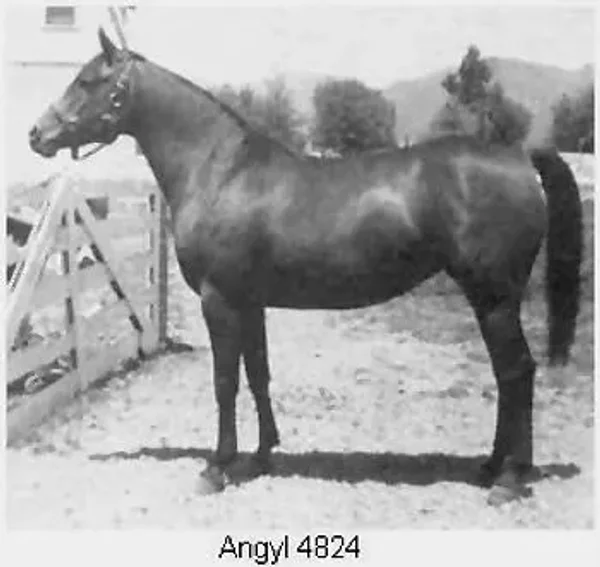 ANGYL