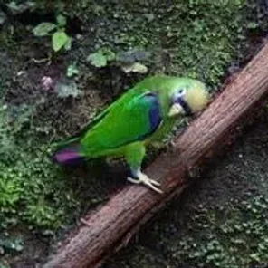 Spot-winged Parrotlet