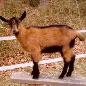 Belgian Fawn