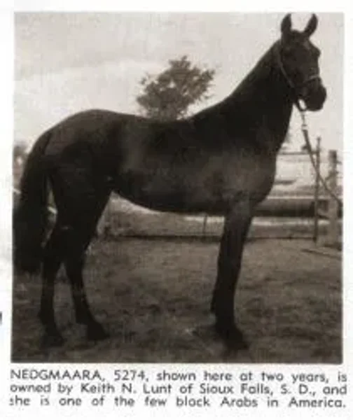 NEDGMAARA
