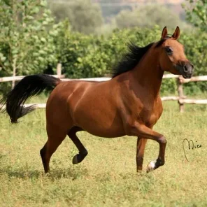 DOMINI
