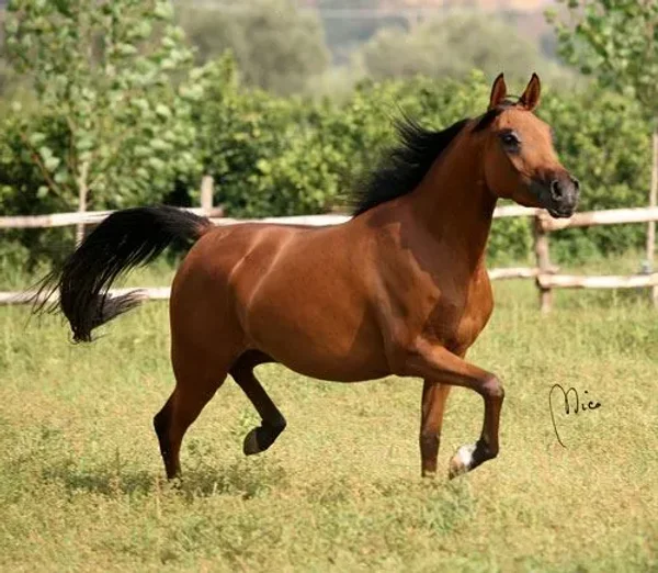 DOMINI
