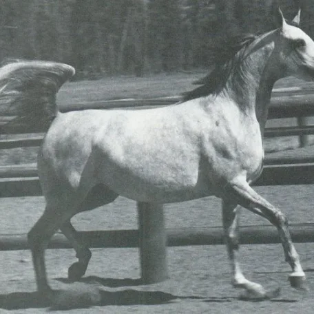 AMBER LIGHT (*Bask x Bint Ambara by Comet)
