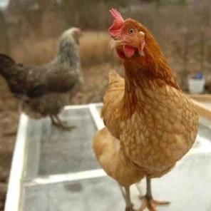 The Richest Pets In The World