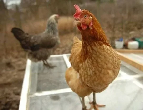 You will find it hard to believe that there are a good number of animals that are depressingly better off than you and half of the world’s population will ever be. Here’s a look at ten of the world’s richest pets