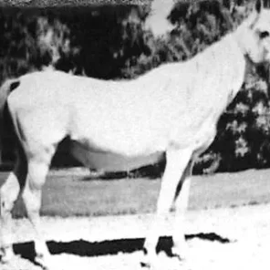 Kateefah