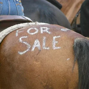 Selling a Horse- What Are the Basics?