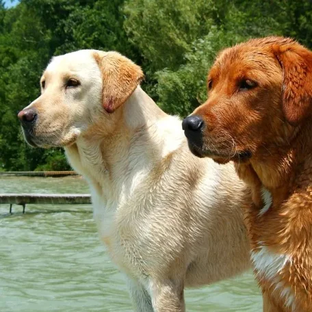 Black Lab, yellow Lab, chocolate Lab — take your pick: The sunny, smart, and hard-working Labrador Retriever is America's favorite dog.