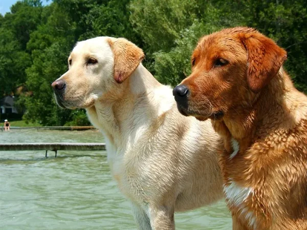 Black Lab, yellow Lab, chocolate Lab — take your pick: The sunny, smart, and hard-working Labrador Retriever is America's favorite dog.