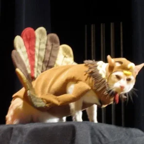 Your Favorite Thanksgiving Pics/Videos
