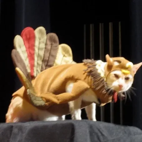 Kitty no likie turkey costume