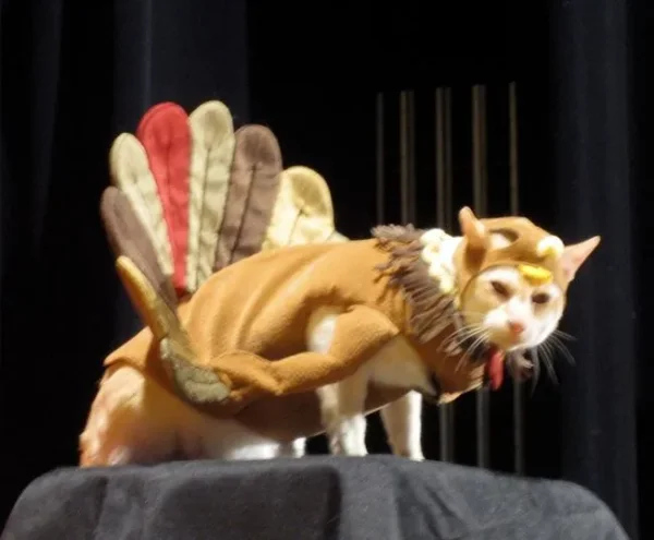 Kitty no likie turkey costume