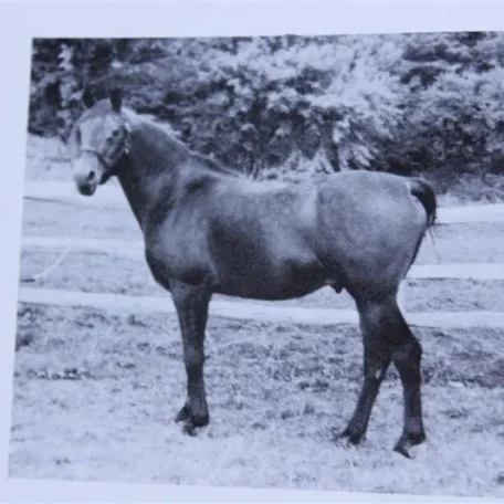 Sauwid (Raseyn x Incoronata) bay stallion, foaled November 11, 1941bred by W.K. Kellogg Institute