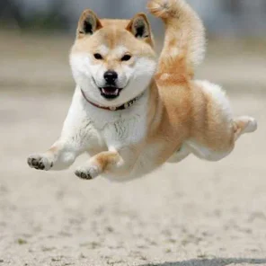National Poll for Top 15 Most Popular Dogs