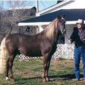 Amigo Blue