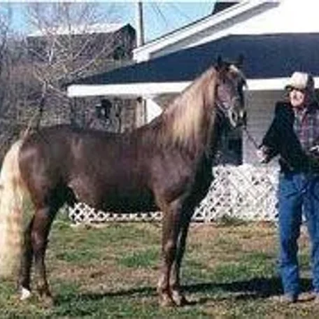 Amigo Blue