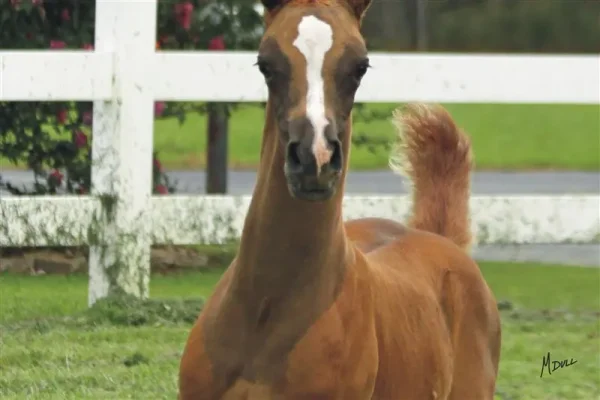 PCF Vision colt - "Curtis"