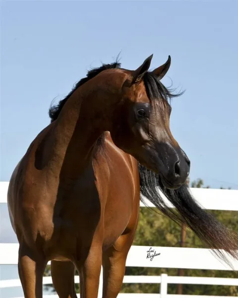 Momentica SD a beautiful 2008 daughter of Shahllenger, out of the mare Mystic Momentt.