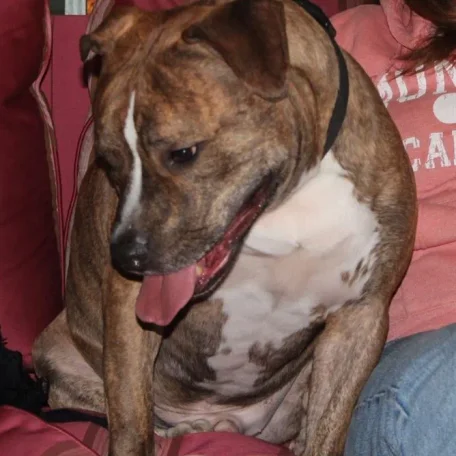 I must say after meeting him and seeing how much he adores Sharon that his name is really fitting to him...Baby!!!
This Staffordshire Bull Terrier is such a sweet and beautiful guy and very protective of his owner and best friend!
