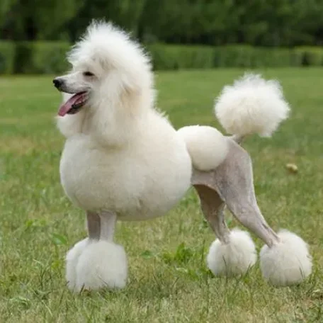 Beautiful, sophisticated, and intelligent, the Poodle stands out in the crowd.