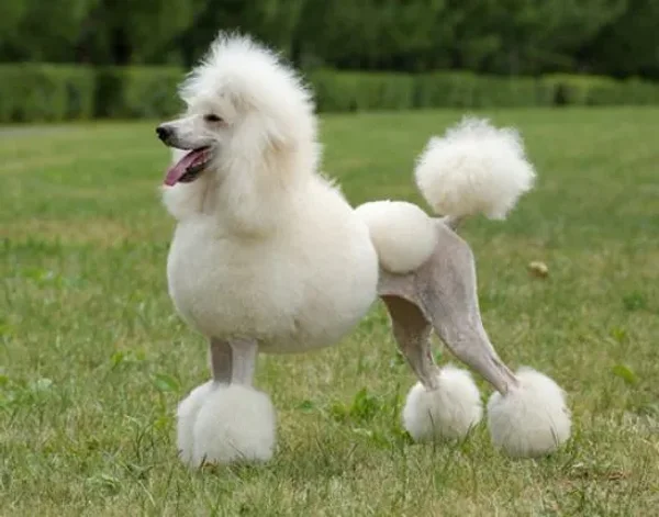 Beautiful, sophisticated, and intelligent, the Poodle stands out in the crowd.