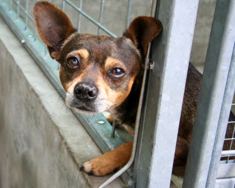 Local animal shelters take creative steps to avoid overcrowding