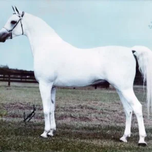 Ansata El Naseri