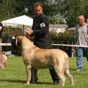 Muscle Mastiff (Designer Dog)