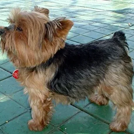 If you have always longed to have a canine pet and have not been able to do so because of lack of time, then think again. There are a few Low Maintenance Dog Breeds.