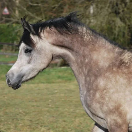 Tchaata D'Aria ( MfAryan El Thessa X ASH Donatella ) owned and bred by Tchaata Arabians