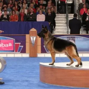 GETTING STARTED SHOWING YOUR DOG, AKC