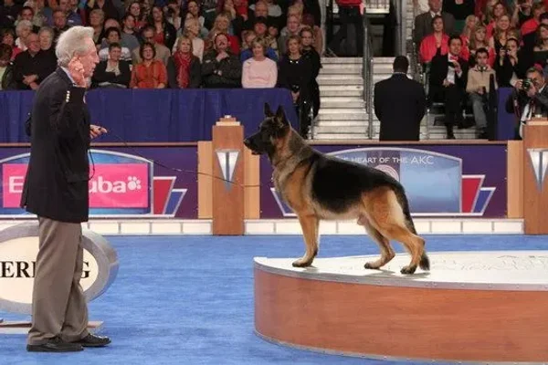 AKC Dog Show