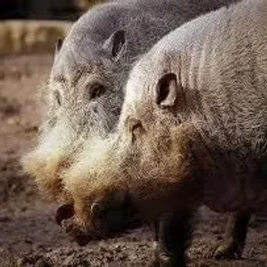 Warty Bearded