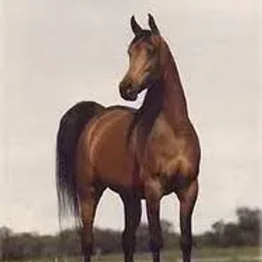 KAJORA