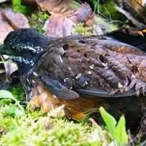 Gorgeted Wood Quail
