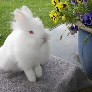 Kim's Hopping Lops' Alice