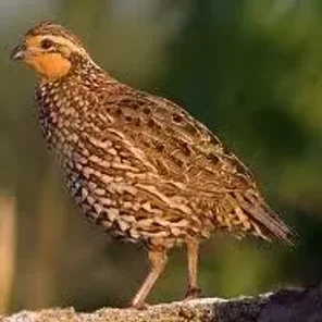 Yucatan Bobwhite