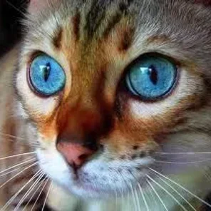 Fastidious Feline