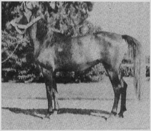 FAYZA II