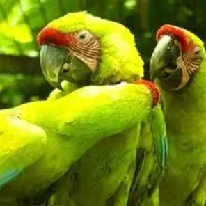 Great Green Macaw (Buffon's Macaw)