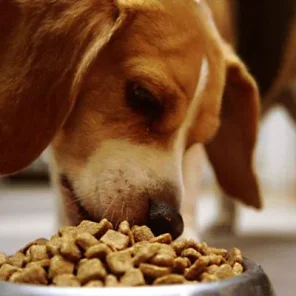 Katy's 10 tips for choosing the right pet food, Part 1