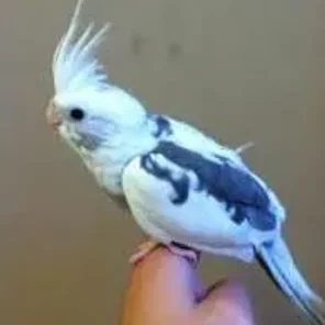 White-Face Heavy Pied Cockatiel