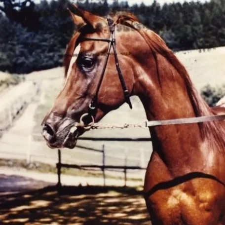 Shaker el Masri (Morafic x Zebeda)