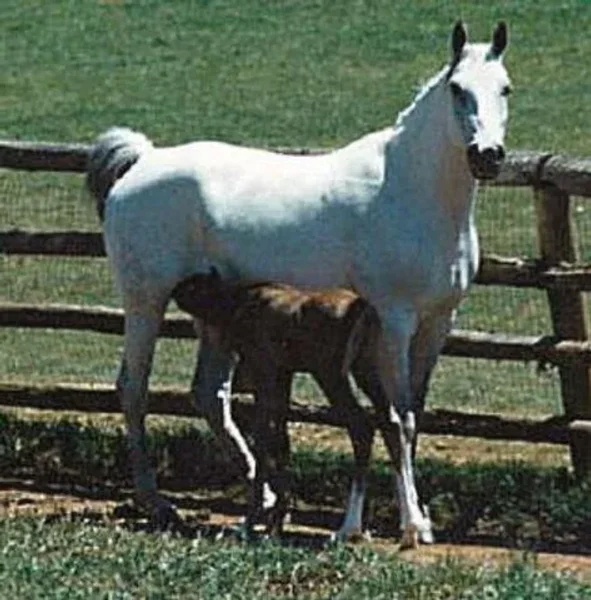 Makkora