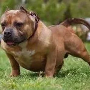 Pocket Pitbull (Designer Dog)
