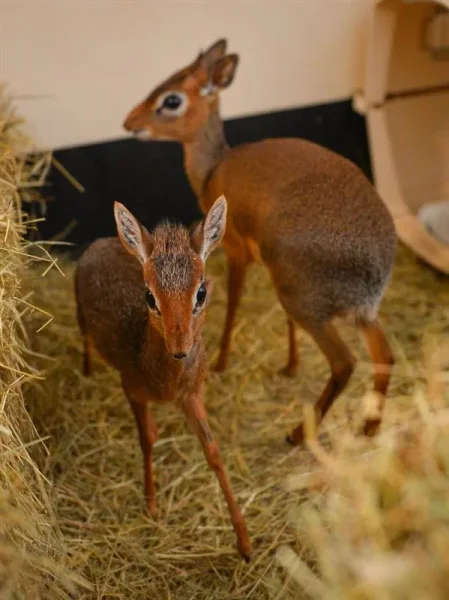 Keepers Raise Tiny Dik Dik at Pueblo Zoo