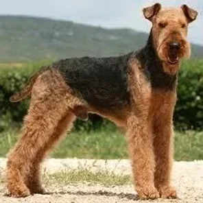 Airedale Terrier