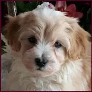 Malti-Poo (Malt-A-Poo) (Designer Dog)