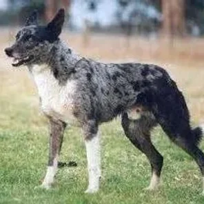 Koolie