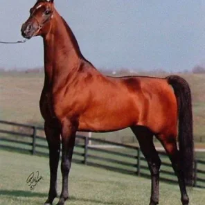GARNIZON